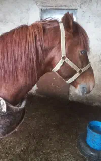 اسب کرد نریان