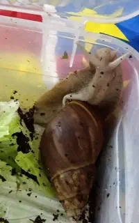 حلزون اچاتینا