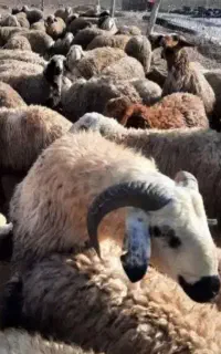 گوسفند ۳۰ عدد