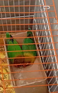 طوطی برزیلی جفت