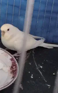 مرغ عشق ماده معاوضه