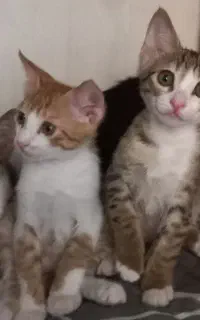 واگذاری بچه گربه
