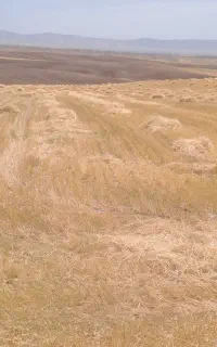 کولش بسته بندی شده.
