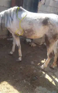 مادیون