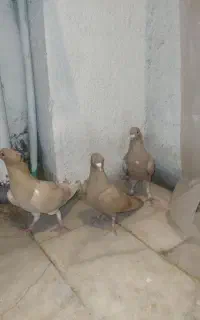 کبوتر زرد کرمانی