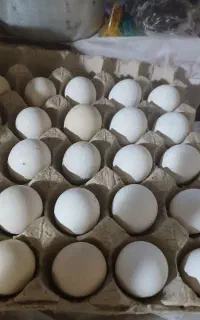 باسلام فروش تعدادی تخم مرغ محلی