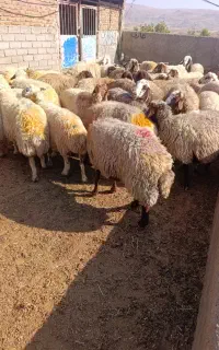 باسلام فروش 38میش درجه یک یک جفتی 73میلیون