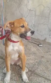 سگ پیت بول