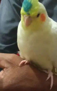 عروس هلندی نر