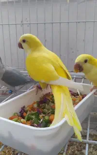 راهب دوماهه
