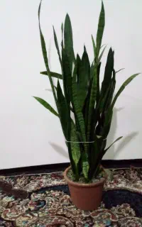 گل طبیعی