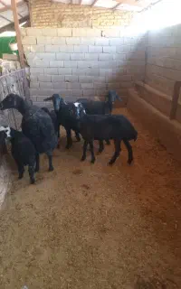 دوراس میش بابره و دو راس بره ماده بزرگ