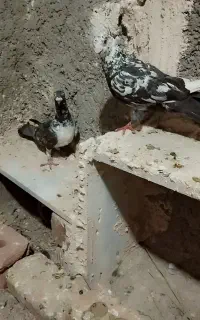 کبوتر سوسکی سینه سفید