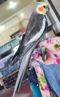 عروس هلندی رام شده چهار کلمه حرفم میزنه