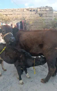 گاو و گوساله