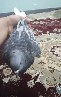 کبوتر