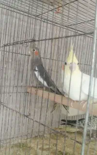 عروس هلندی بالغ وجوجه
