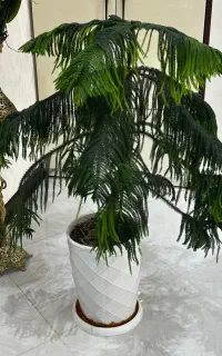 گل طبیعی کاج مطبق