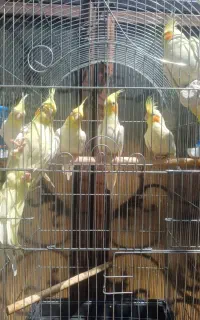 عروس هلندی