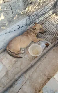 سگ ماده