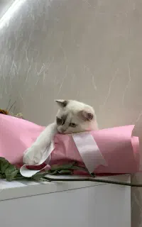 واگذاری گربه ۵ ماهه