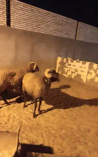 یک جفت شیشک قوچ افشاری یک جفت بزغاله دوبری