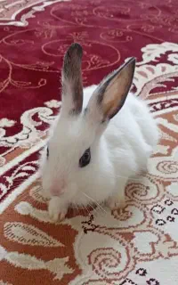 خرگوش ۲۰۰تومان