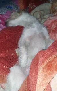 گمشده