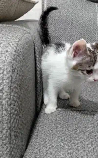 گربه ۳ ماهه ماده بازیگوش و خونگی