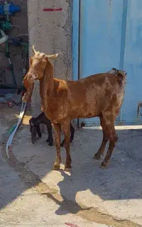 دوتابزدورگ
