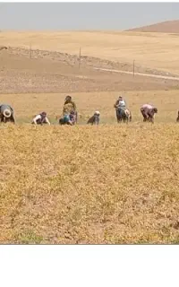 نیازمند کارگر فوریی