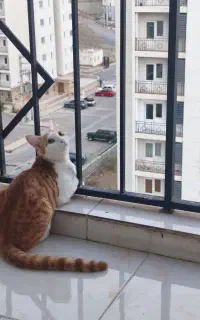 واگذاری گربه