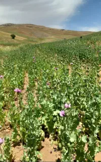 سرکارگر کارهای کشاورزی کارگر اطراف هم بود زنگ بزنه