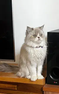 گربه ماده ۱ساله