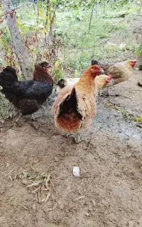 چهار عدد مرغ تخم گذار