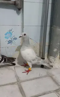 چهار عدد کفتر ذات دار