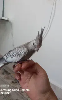 پرنده عروس هلندی