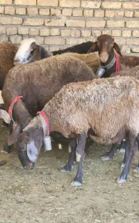 میش آبستن افشاری