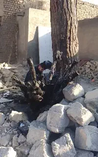بریدن درخت و قطع کردن  خریدار چوب