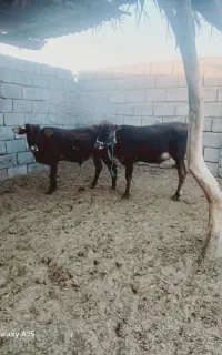 گوساله   نر