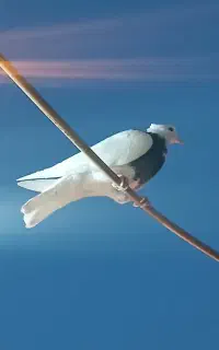 کبوتر طوقی نر