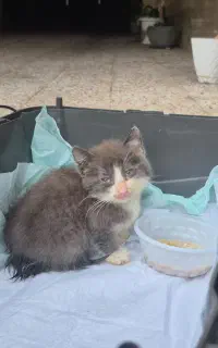 واگذاری رایگان بچه گربه نر