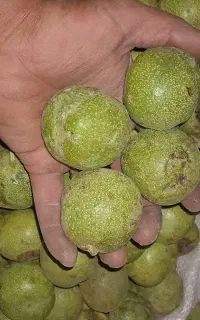 گردو  تازه