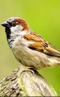 جویا کار
