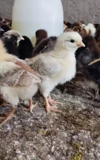 جوجه گلپایگان 10روزه
