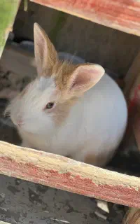 خرگوش ایتالی