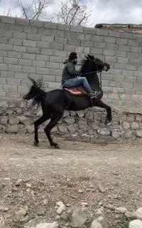 اسب اصیل کرد به رنگ عشق