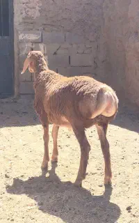 بره نر