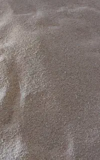 بذر گندم رقم صدرا