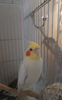 عروس هلندی جفت